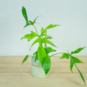 Philodendron-glad-hands-variegata