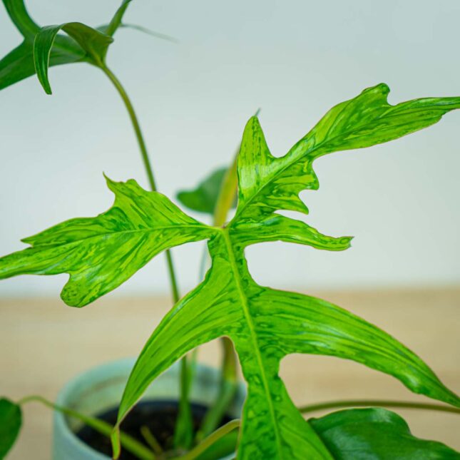 Philodendron-glad-hands-variegata2 Philodendron-glad-hands-variegata