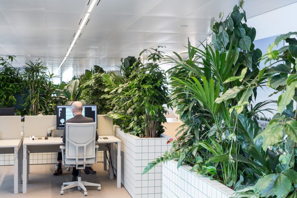 Biuro pełne roślin, gdzie zieleń odgradza poszczególne biurka.