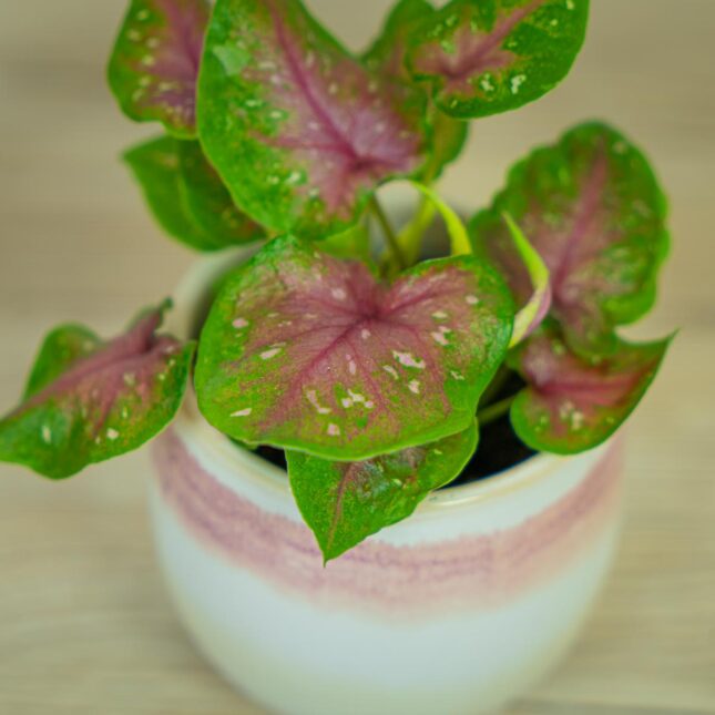 caladium-red-flash