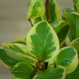 peperomia-obtipan-bicolor