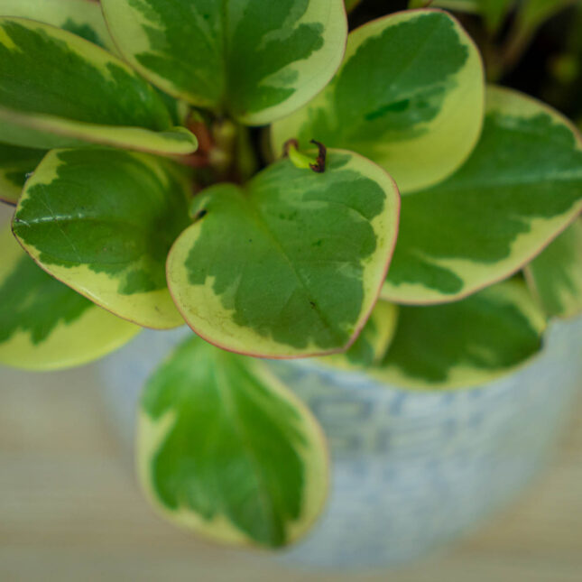 peperomia-obtipan-bicolor peperomia-obtipan-bicolor