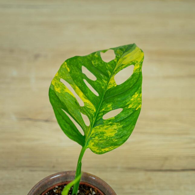 monstera-adansonii-variegata11 monstera-adansonii-variegata11