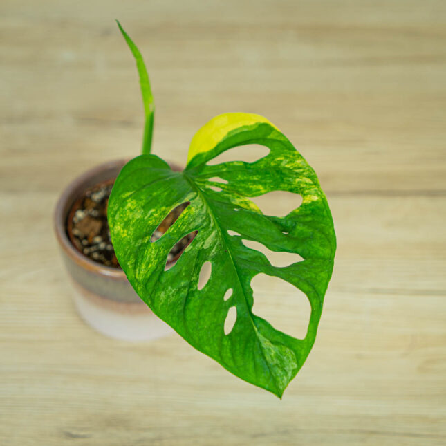 monstera-adansonii-variegata33 monstera-adansonii-variegata33