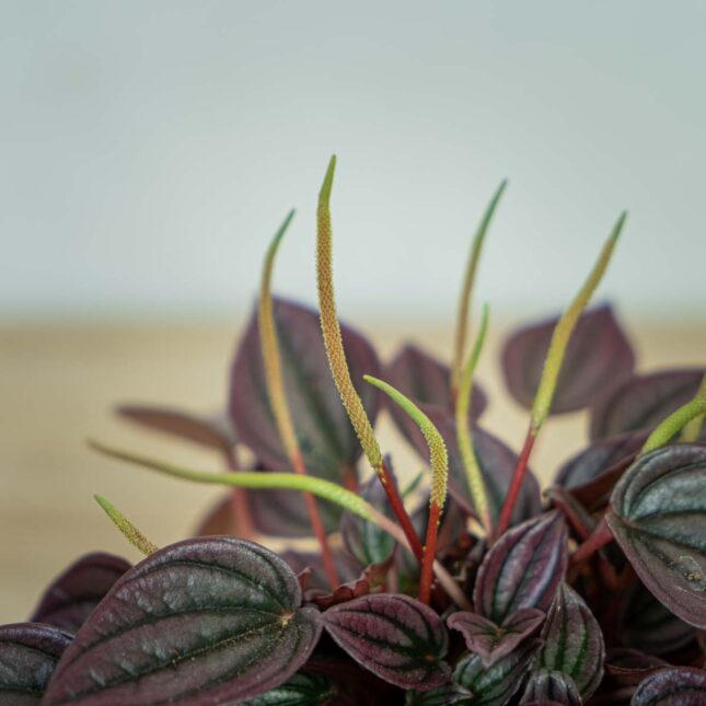 peperomia-caperata-cayenne