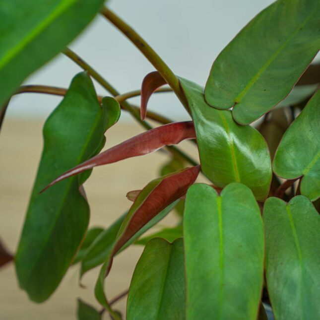 philodendron-atabapoense