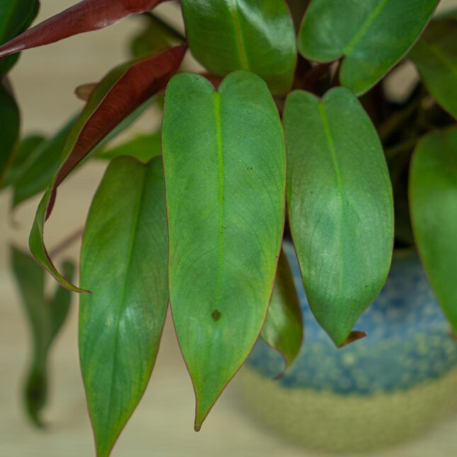 philodendron-atabapoense