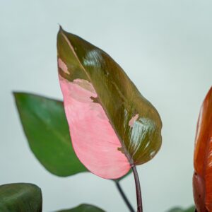 philodendron-pink-princess