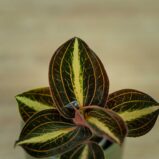 storczyk-anoectochilus-siamensis-white-center-jewel-orchid