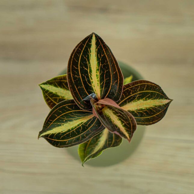 storczyk-anoectochilus-siamensis-white-center-jewel-orchid (3) storczyk-anoectochilus-siamensis-white-center-jewel-orchid