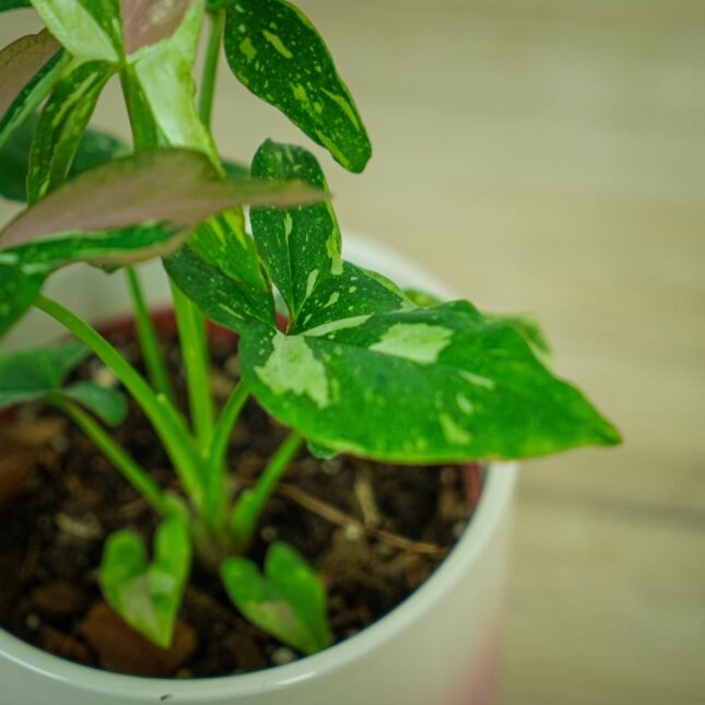 syngonium-red-spot-tricolor