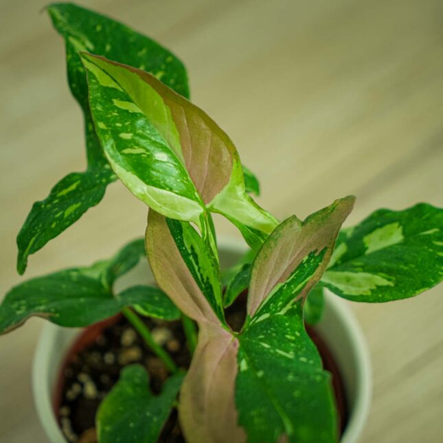 syngonium-red-spot-tricolor