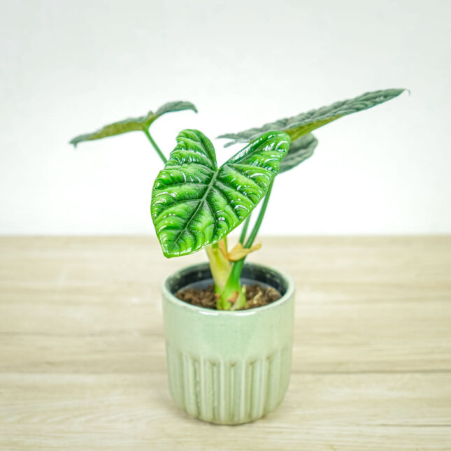 alokazja-sinuata-alocasia