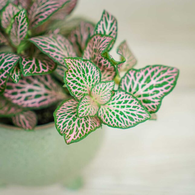 fittonia-pink-ruby-lime