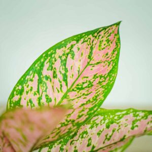 aglaonema-lady-valentine