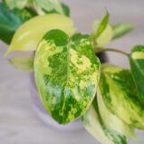 philodendron-burle-marx-variegata