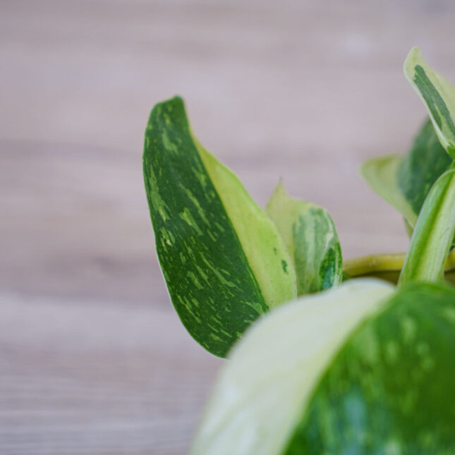 philodendron-jose-buono-variegata