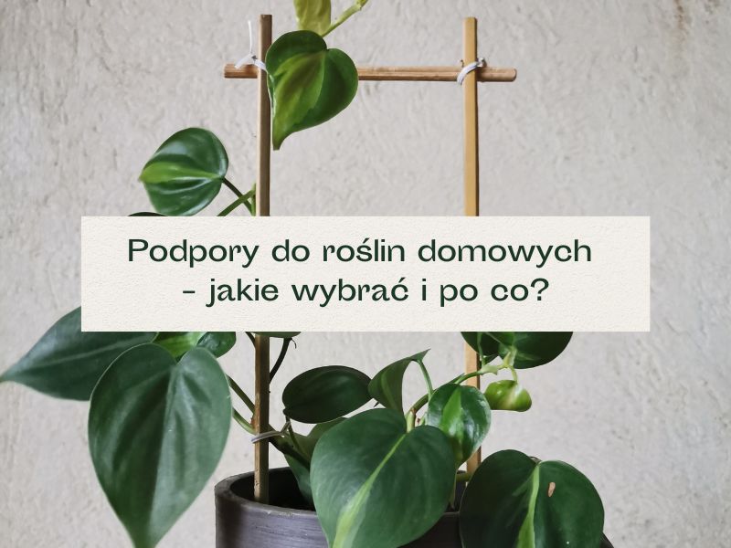 Roślina pnąca rosnąca wzdłuż drabinki