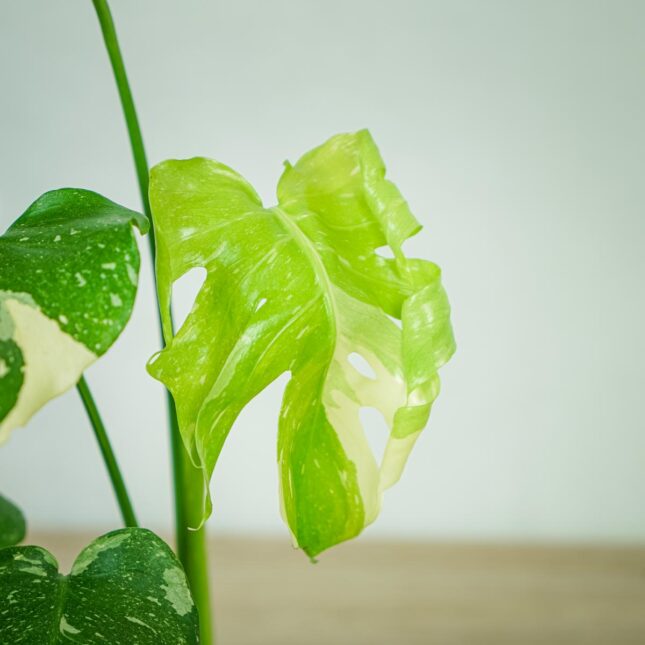 monstera-thai-constelation monstera-thai-constelation