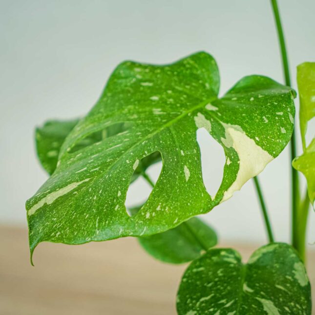 monstera-thai-constelation monstera-thai-constelation