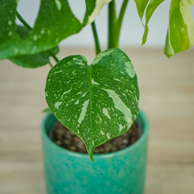 monstera-thai-constelation monstera-thai-constelation