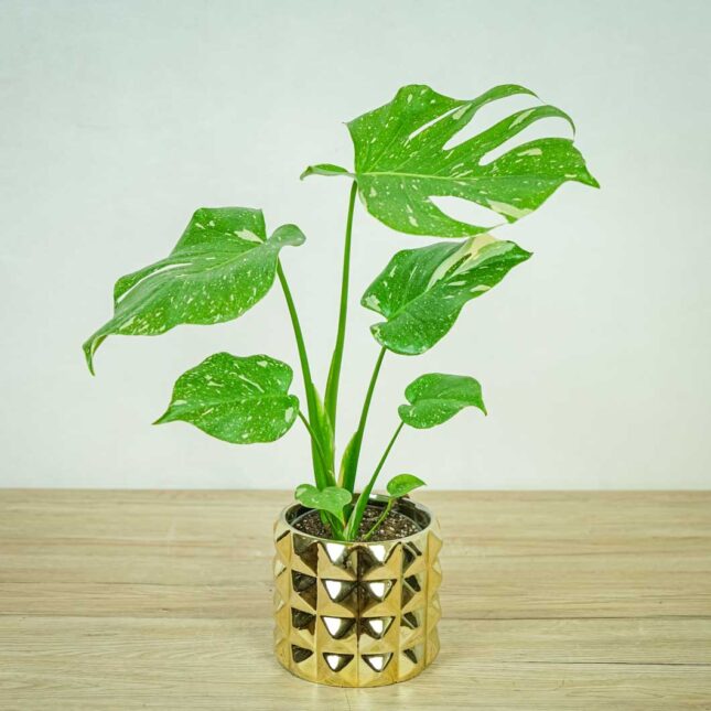 monstera-thai-constelation monstera-thai-constelation