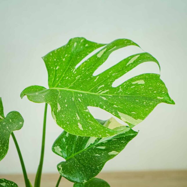 monstera-thai-constelation monstera-thai-constelation