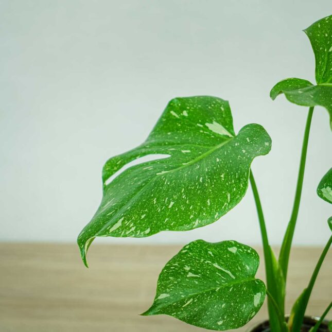 monstera-thai-constelation monstera-thai-constelation