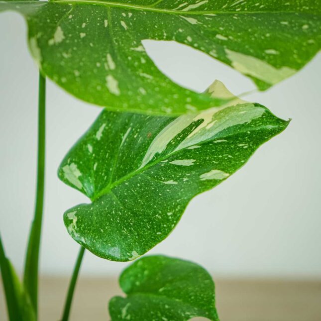 monstera-thai-constelation monstera-thai-constelation