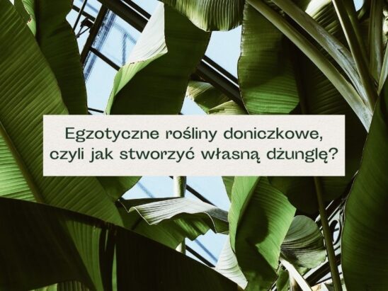 Duże liście egzotycznego bananowca