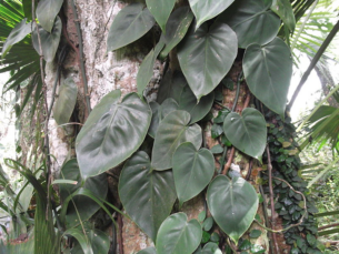 Filodendron scandens, pnącze z dżungli zaadoptowane do naszych domów.
