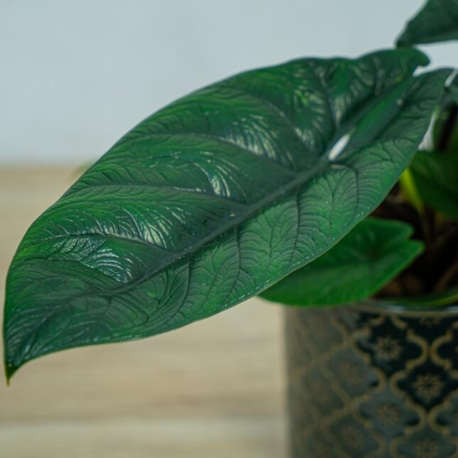 alokazja-scalprum alokazja-scalprum