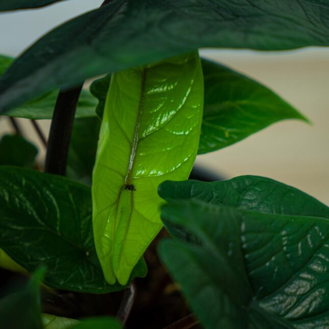 alokazja-scalprum alokazja-scalprum