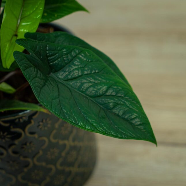 alokazja-scalprum alokazja-scalprum