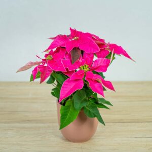 euphorbia-pink-gwiazda-betlejemska-rozowa