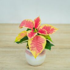 Poinsecja-gwiazda-betlejemska-marble-baby-euphorbia-pulcherrima