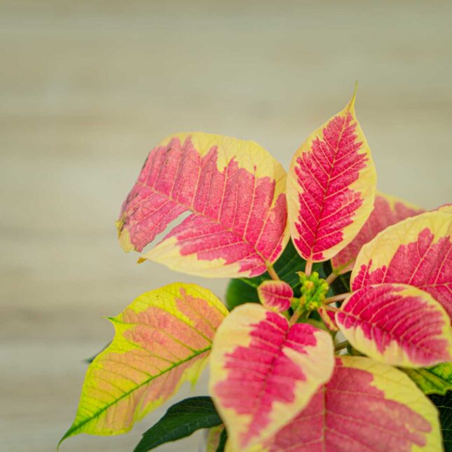 Poinsecja-gwiazda-betlejemska-marble-baby-euphorbia-pulcherrima