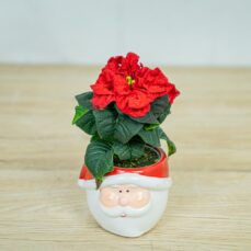 Poinsecja-gwiazda-betlejemska-winter-baby-euphorbia-pulcherrima