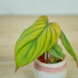 philodendron-columbia-baby