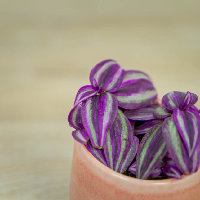 Trzykrotka-pink-paradie-baby-tradescantia Trzykrotka-pink-paradie-baby-tradescantia