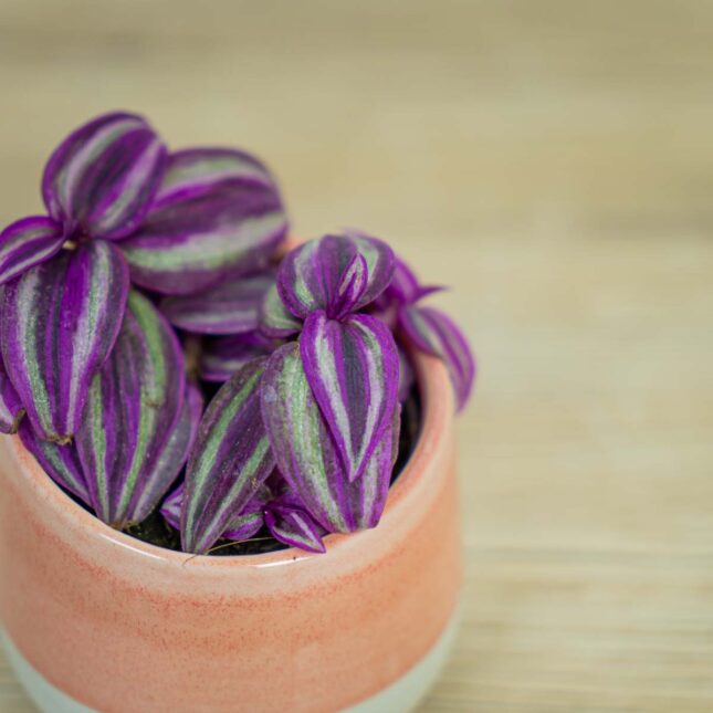 Trzykrotka-pink-paradie-baby-tradescantia Trzykrotka-pink-paradie-baby-tradescantia