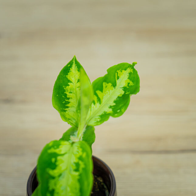aglaonema-pictum-tricolor