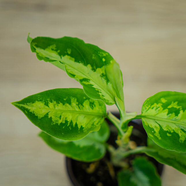 aglaonema-pictum-tricolor
