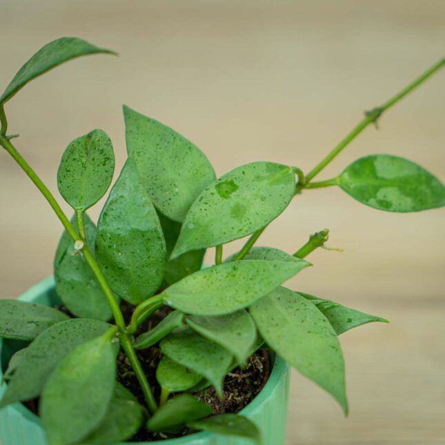 Hoya-lacunosa-mint Hoya-lacunosa-mint