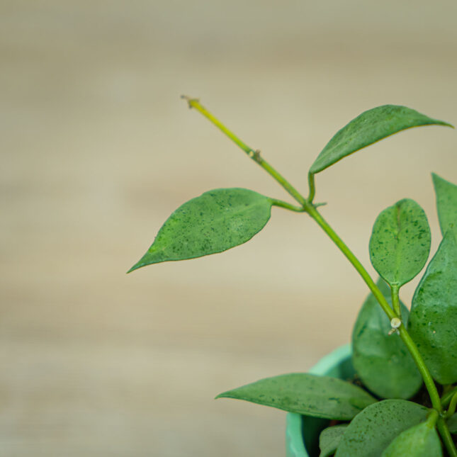 Hoya-lacunosa-mint Hoya-lacunosa-mint