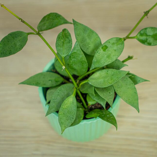 Hoya-lacunosa-mint Hoya-lacunosa-mint