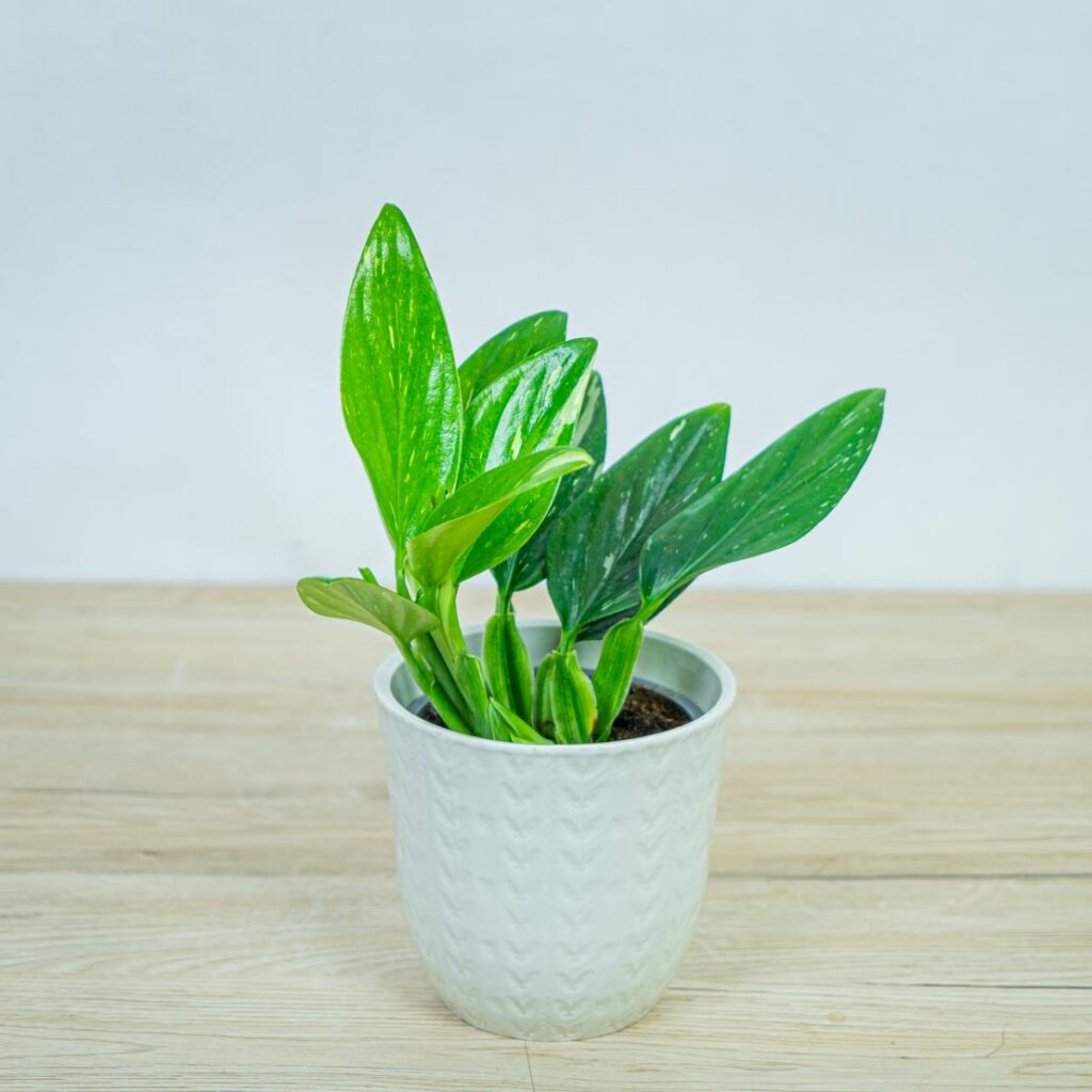 Alokazja dragon scale (alocasia) - Mała Szklarnia