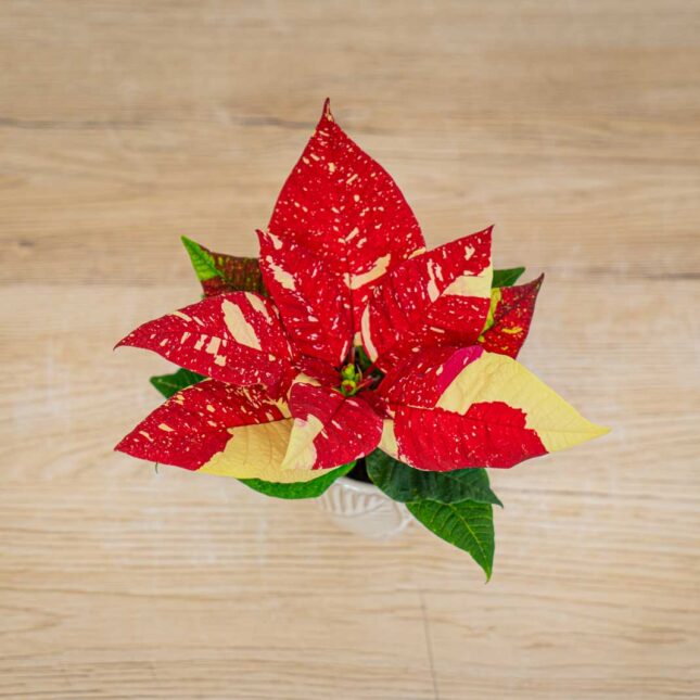 poinsecja-gwiazda-betlejemska-euphorbia-pulcherrima-fantasy-star poinsecja-gwiazda-betlejemska-euphorbia-pulcherrima-fantasy-star