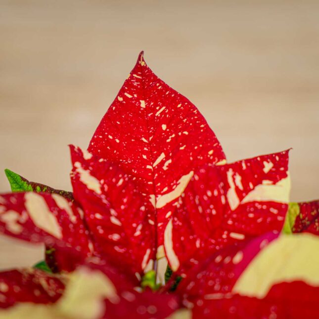 poinsecja-gwiazda-betlejemska-euphorbia-pulcherrima-fantasy-star poinsecja-gwiazda-betlejemska-euphorbia-pulcherrima-fantasy-star