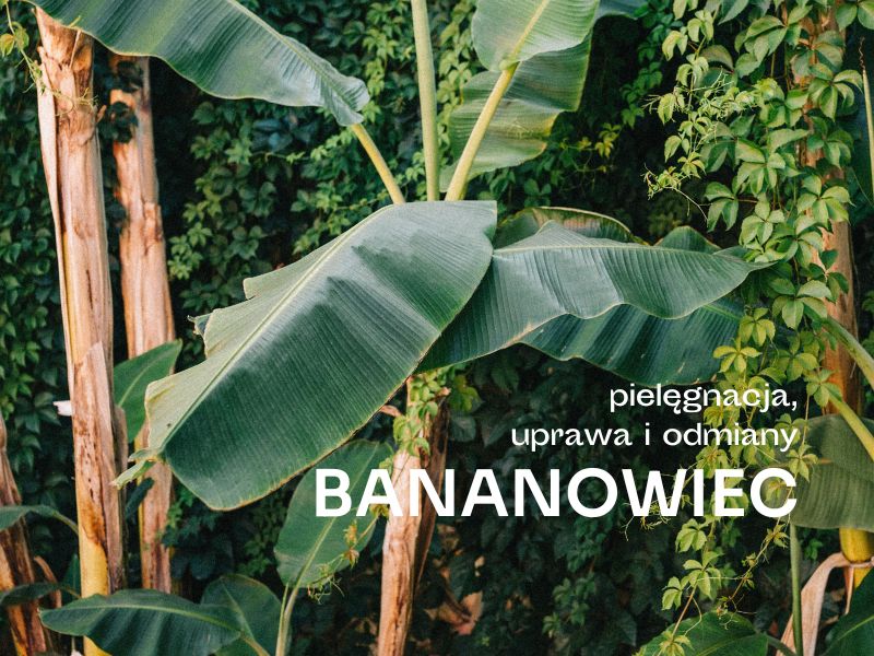 Duże, zielone liście bananowca na tle innych tropikalnych roślin